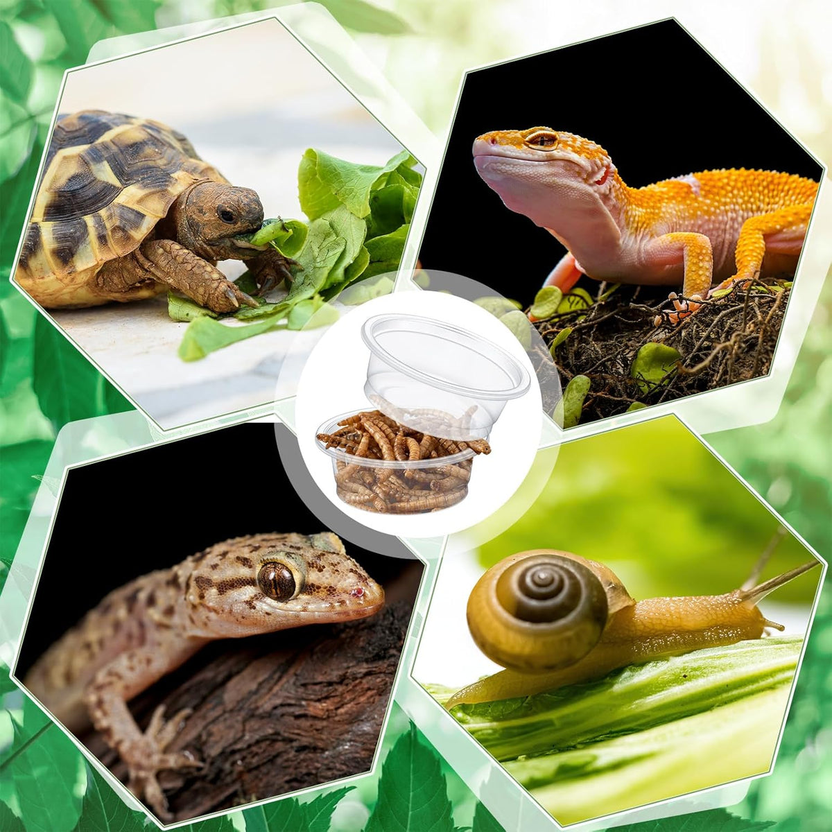 Maxcheck 1000 Pcs 0.5 oz Gecko Feeding Cups Small Gecko Food and Water Cups Reptile Feeding Bowls