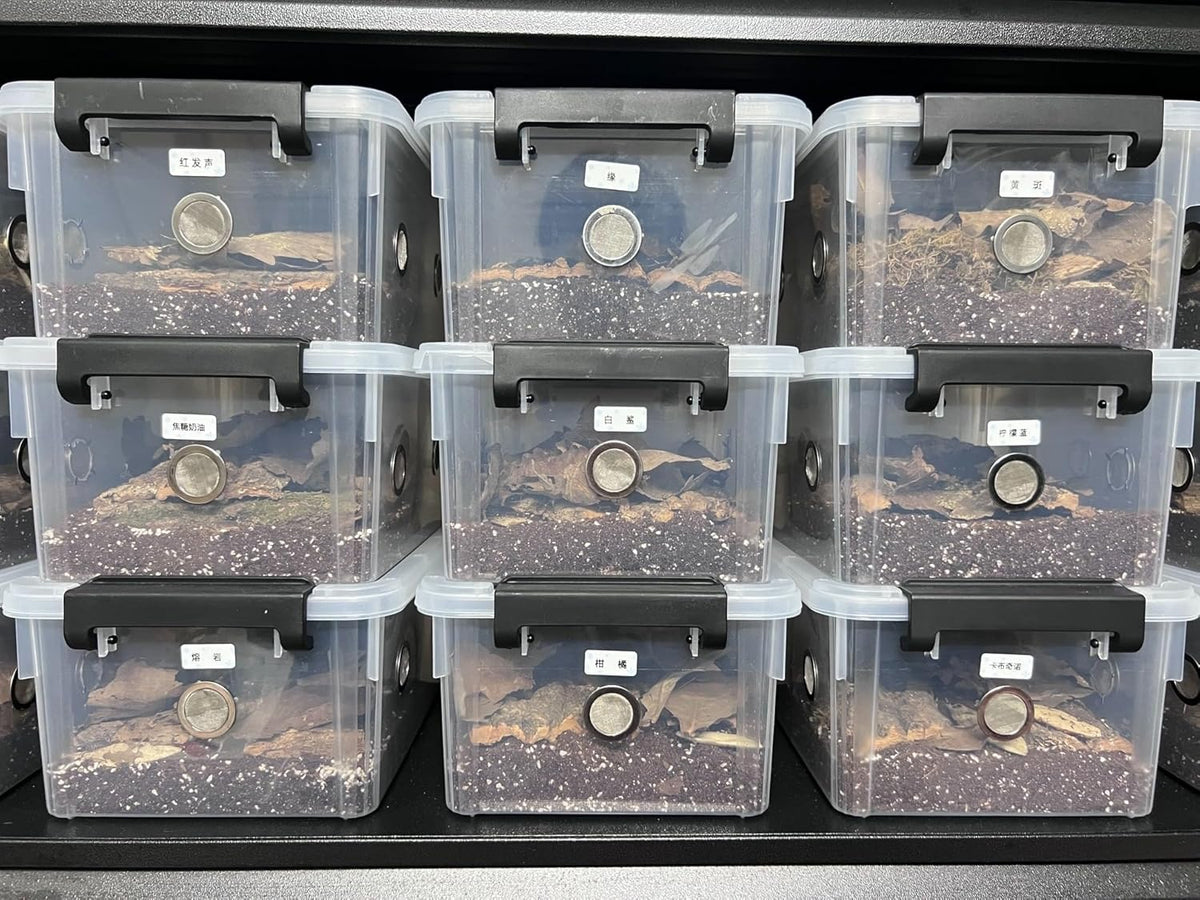 2pcs Large Reptile Feeding Box Snake Breeding Box Plastic Reptile Tank for