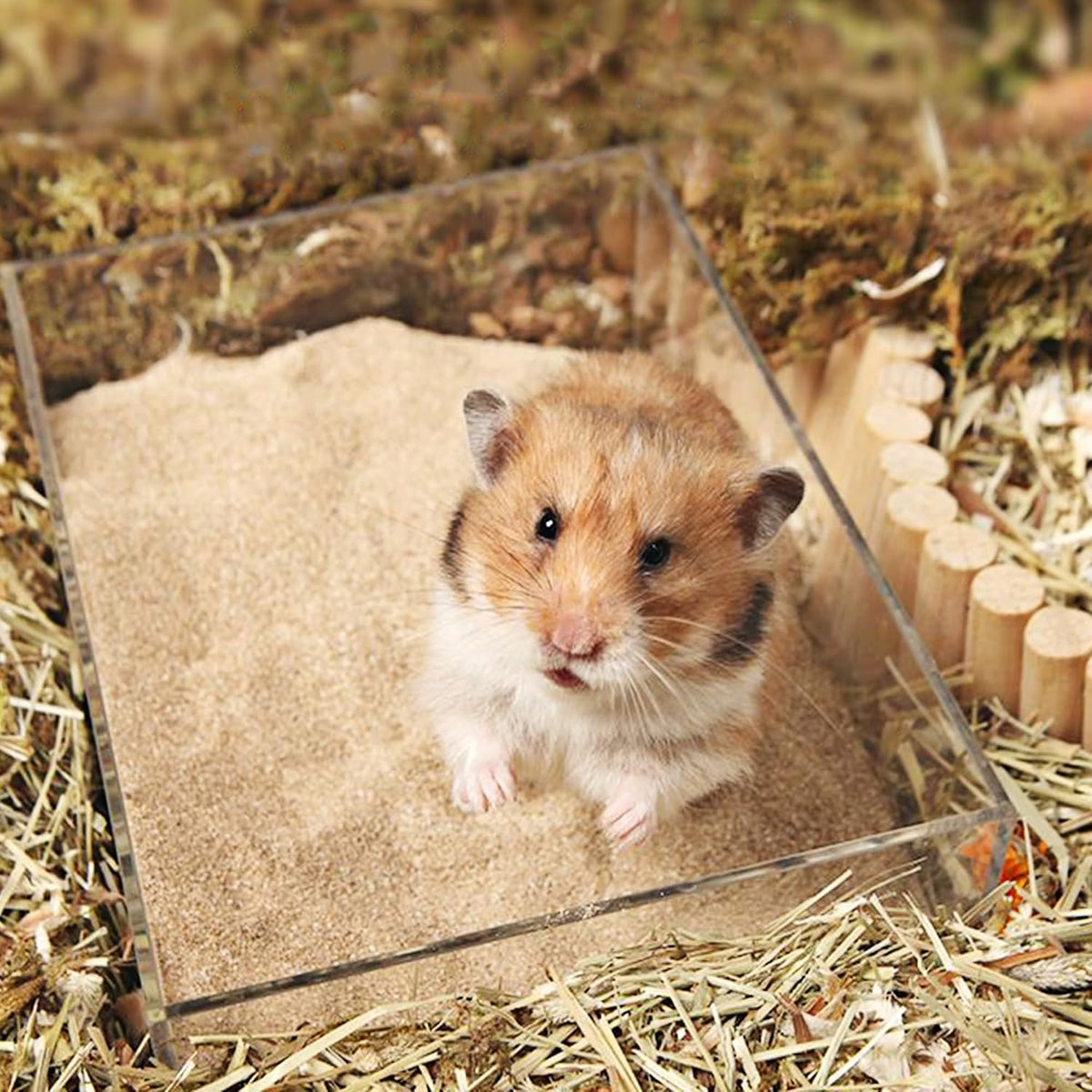 DR.DUDU Hamster Bath Sand, 12lb Dust Free Desert Sand or Potty Litter Sand for Hamster Chinchillas