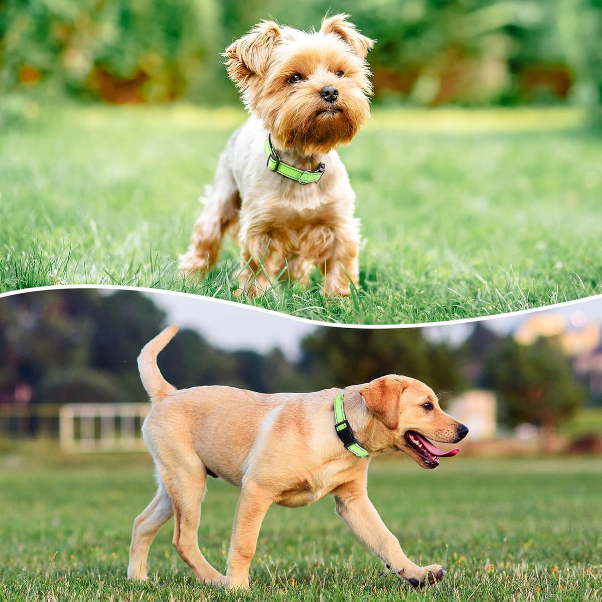 Reflective Dog Collar Padded with Soft Neoprene Breathable Quick Release Basic Dog Collars for