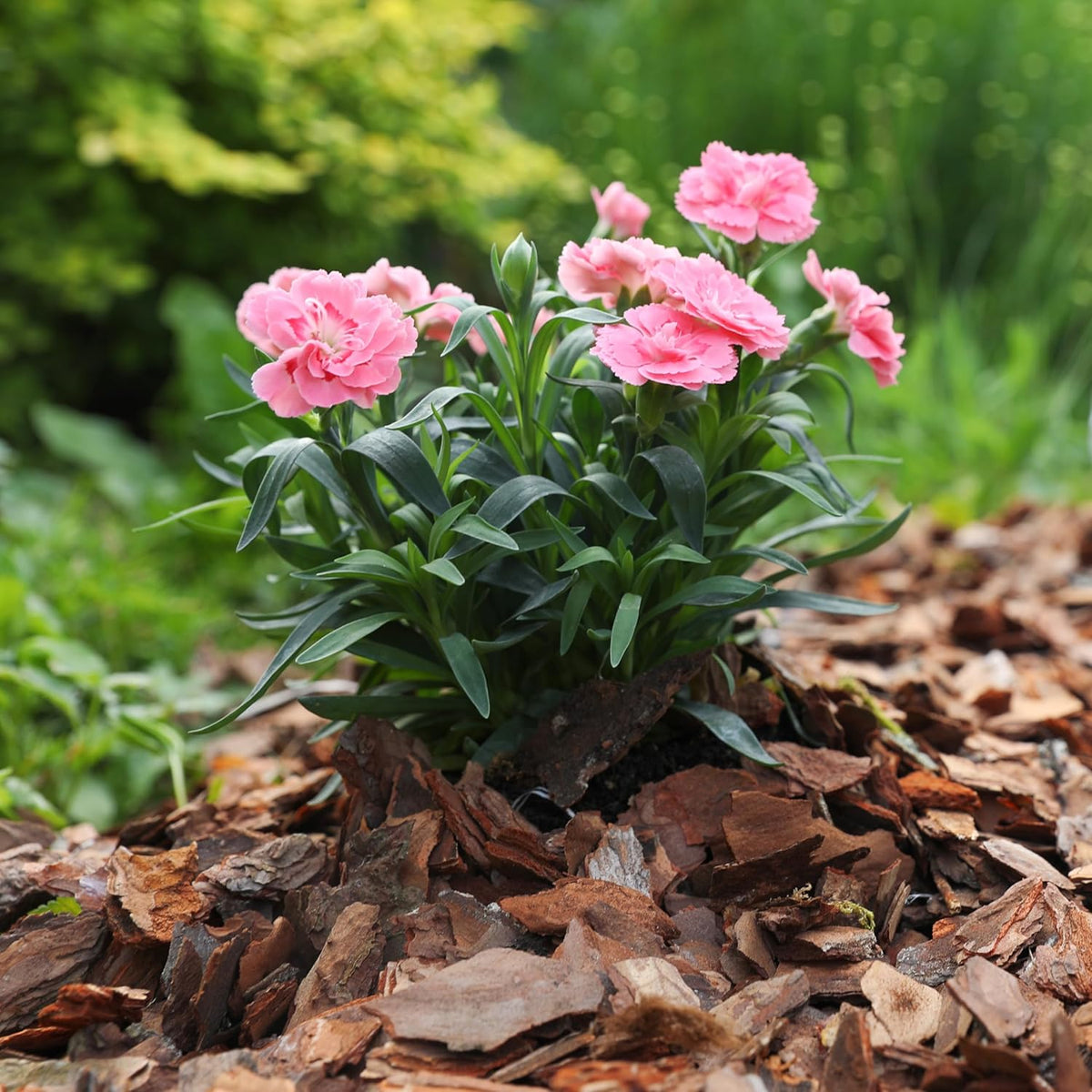 Premium Pine Bark Nuggets – Pine Bark Mulch for Gardens, Landscaping, Potted Plants, and Wood Chips