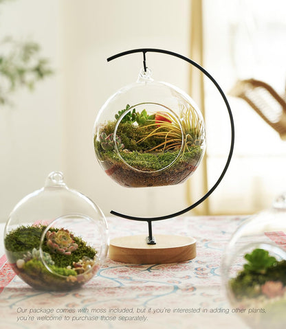 15-Piece Terrarium Kit with Live Moss – DIY Glass Globe Set with Tools, Soil, Stones & Spray Bottle