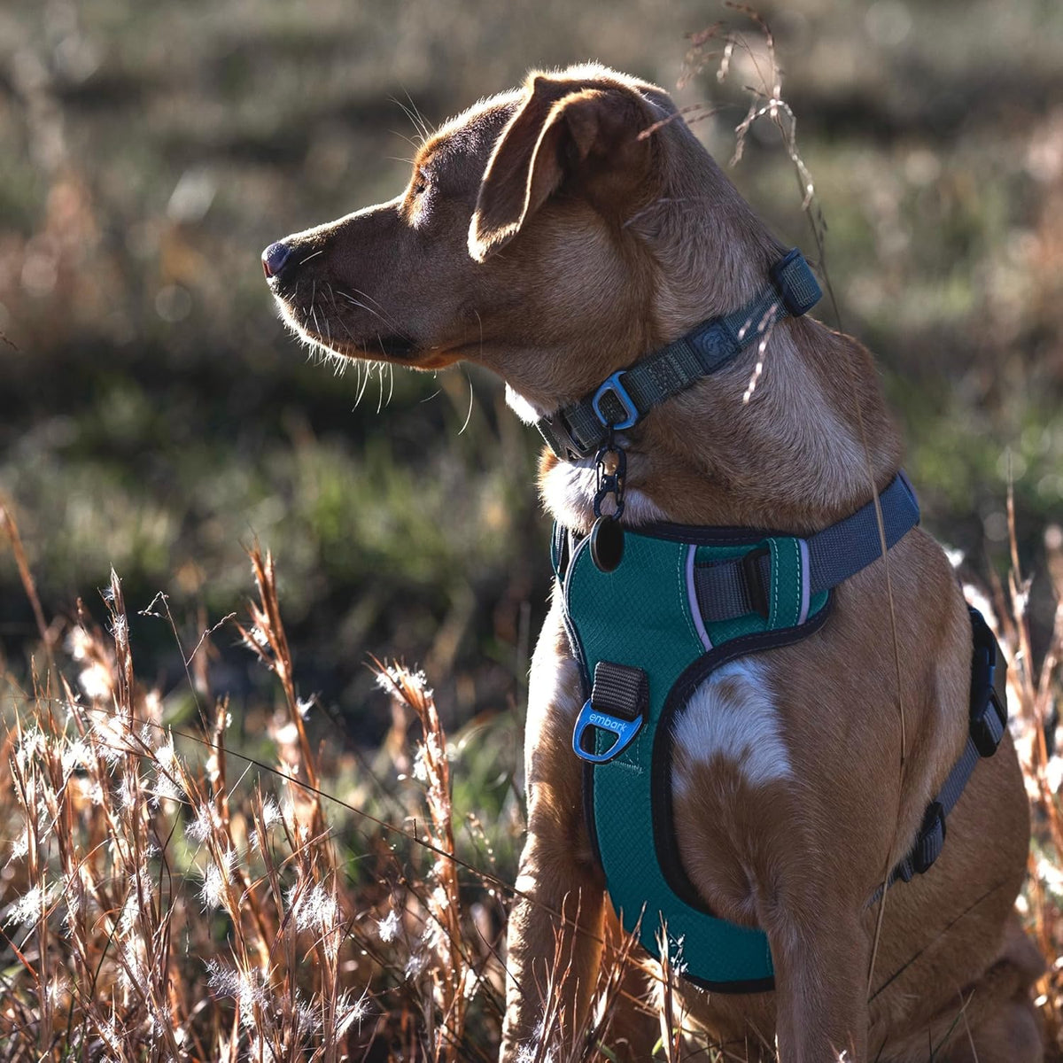 Embark Adventure Dog Harness, Reflective Trim No Pull Dog Harness Medium Sized Dogs - Military