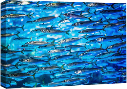 wall26 Canvas Print Wall Art Close Up Sardine School of Fish Underwater Nature Animals Photography