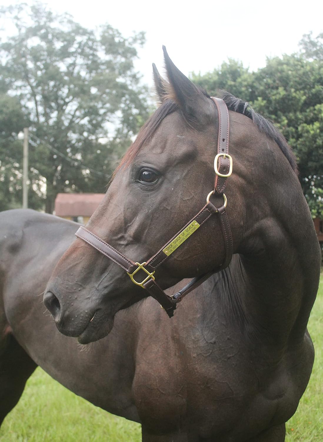 Turnout Leather Halter for Horses with Customized Engraved Name Plate | Brown Leather with Solid