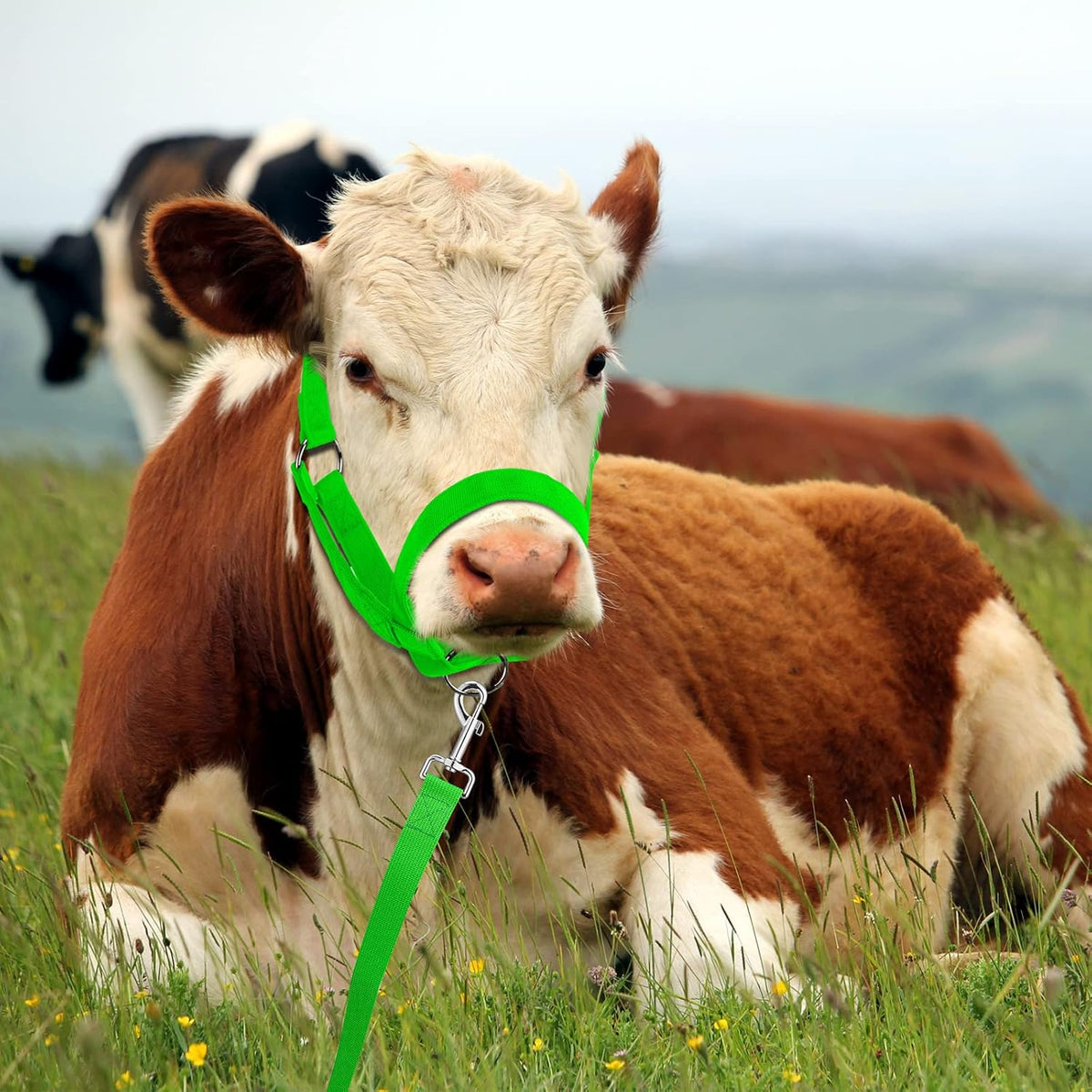 Hillban Cow Halter Cattle Halters Adjustable Calf Halter with Leading Rope for Miniature Horse