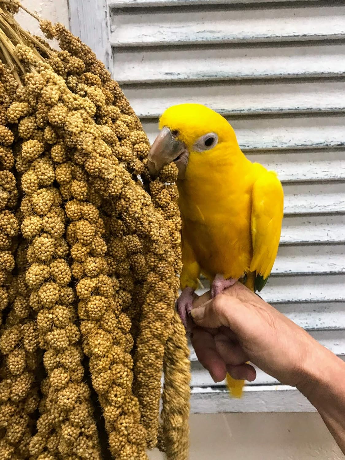 Premium Non-GMO Spray Millet Treat | Hand-Harvested Bird Snack | 100% Edible Tops | Sun-Dried