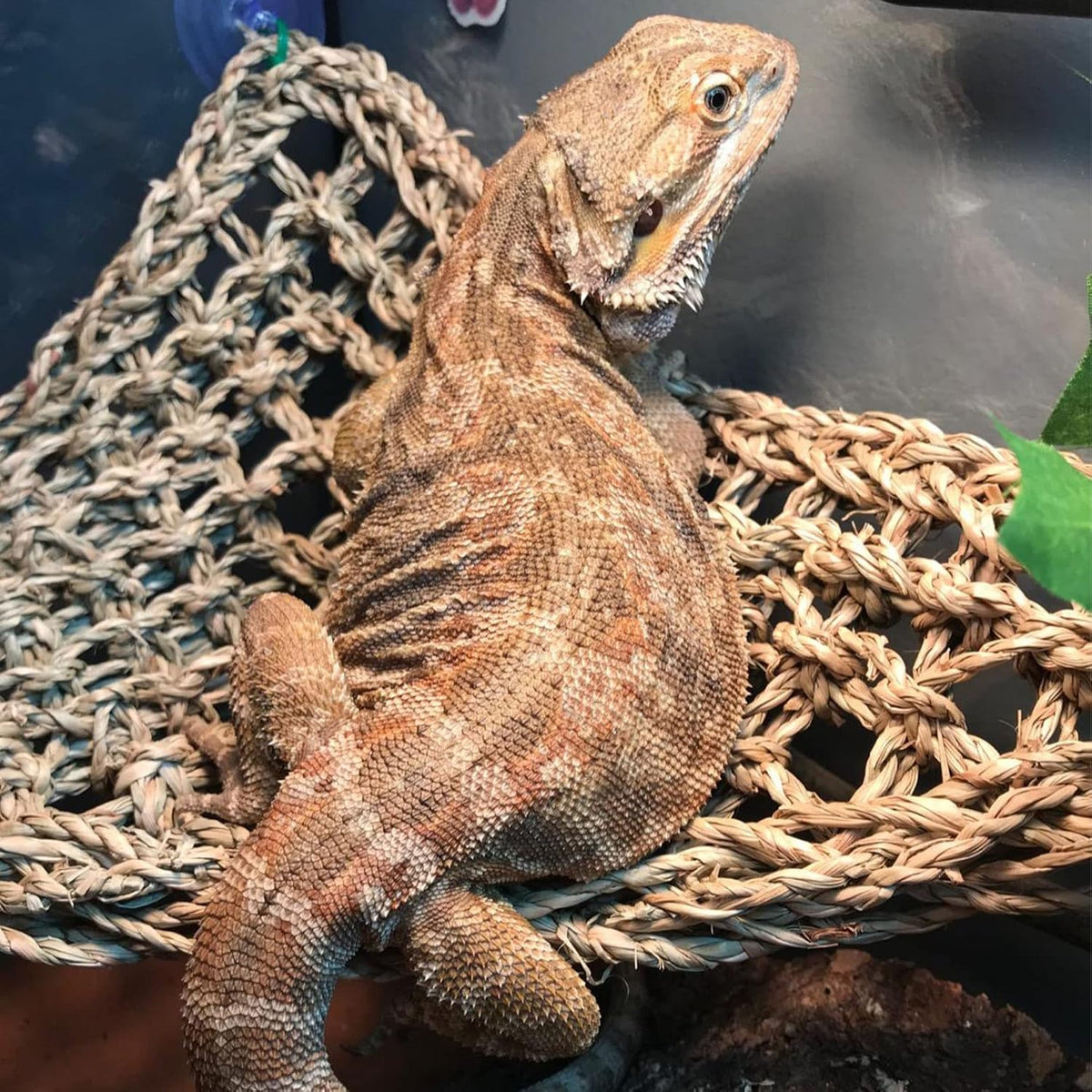 kathson Bearded Dragon Hammock,Lizard Lounger Reptile Tank Hanging Plants Climbing Jungle Vines