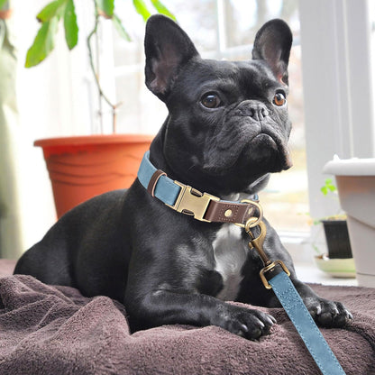 Didog Soft PU Leather Dog Collars for Medium Dogs,Classic Adjustable Dog Collars with Quick Release