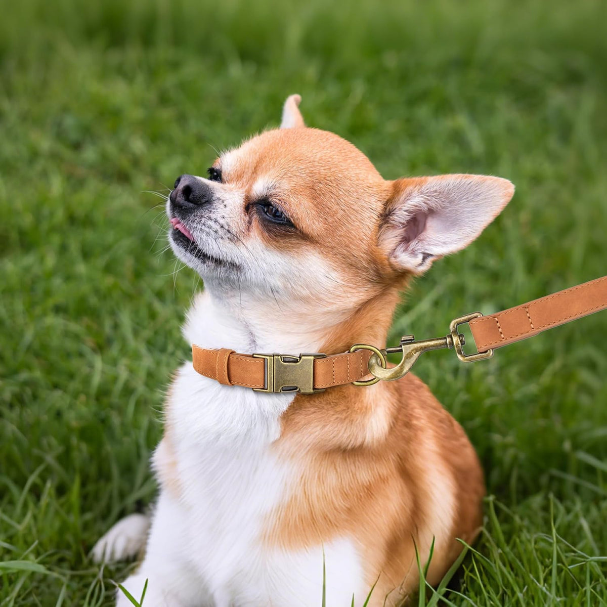 Didog Soft PU Leather Dog Collar, Stylish Quick Released Dog Collars for Small Dogs, Easy Clean