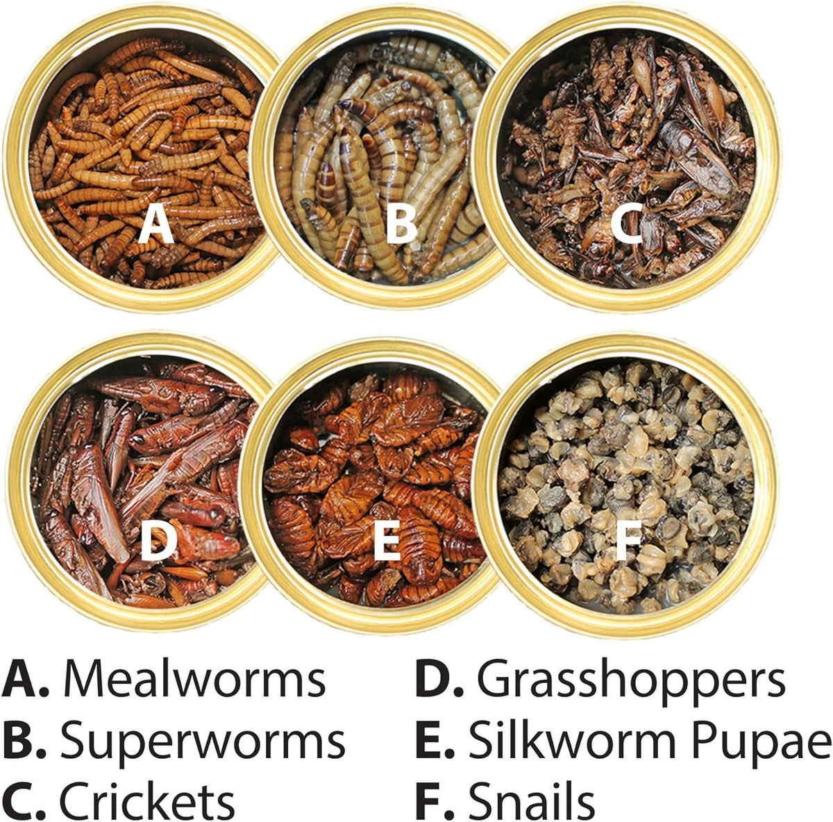 Canned Insect Assortment 6 Pack - Healthy High Protein Treat - For Hedgehogs, Sugar Gliders