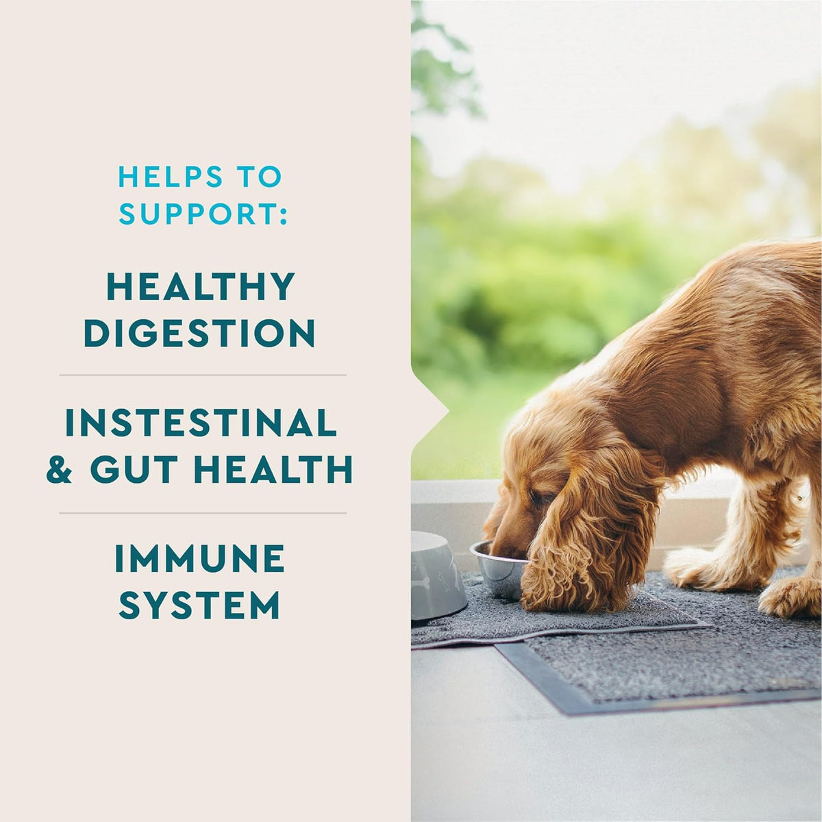 VetIQ Probiotic Supplement for Dogs, Digestive Support for Dogs, Nourishes Gut Bacteria and