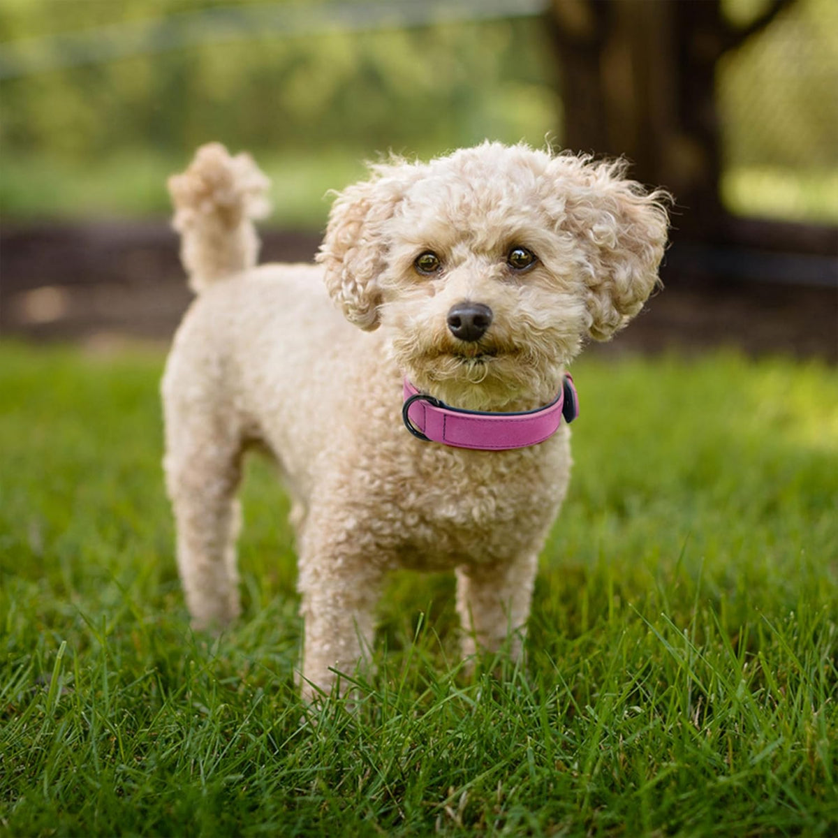 Didog Soft Padded PU Leather Dog Collar, Breathable and Adjustable Dog Collar for Large Dogs