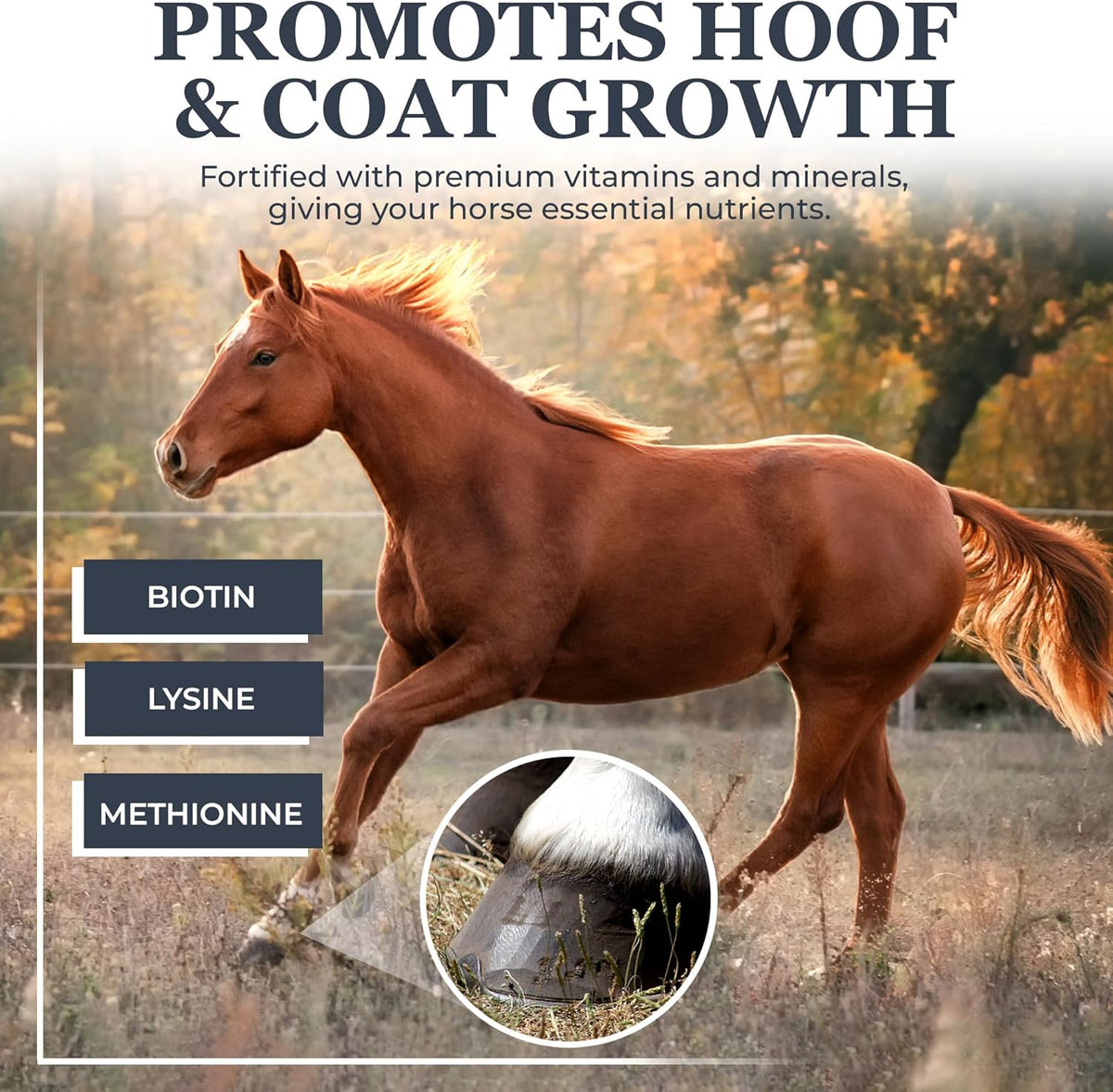 Equerry's Combined RX 4 Way | Equine Nutritional Support | Complete Formula | Digestive and Joint