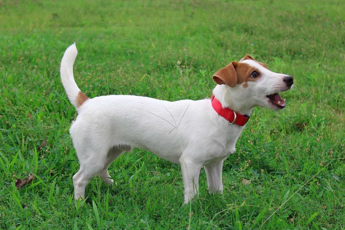 Mikivery Nylon Dog Collar with Quick Release Buckle Soft Adjustable Sturdy for Small Medium Large