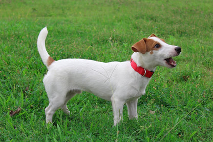 Mikivery Nylon Dog Collar with Quick Release Buckle Soft Adjustable Sturdy for Small Medium Large