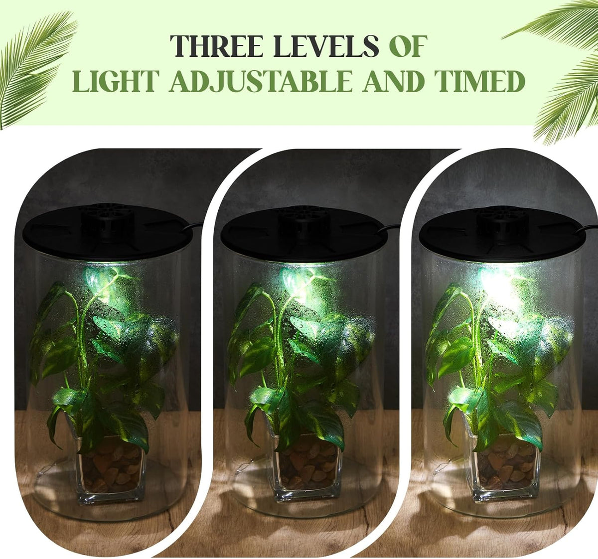 Maxdot Glass Plant Terrarium Kit with Light for Succulent, Moss, Miniature Gardening Landscape