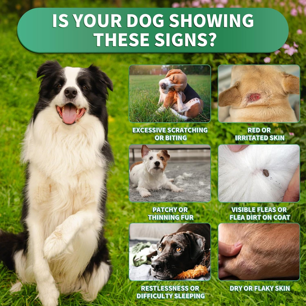Flea and Tick Prevention for Dogs Chews – 200 Soft Chews, Dog Flea Chewables with Skin & Coat