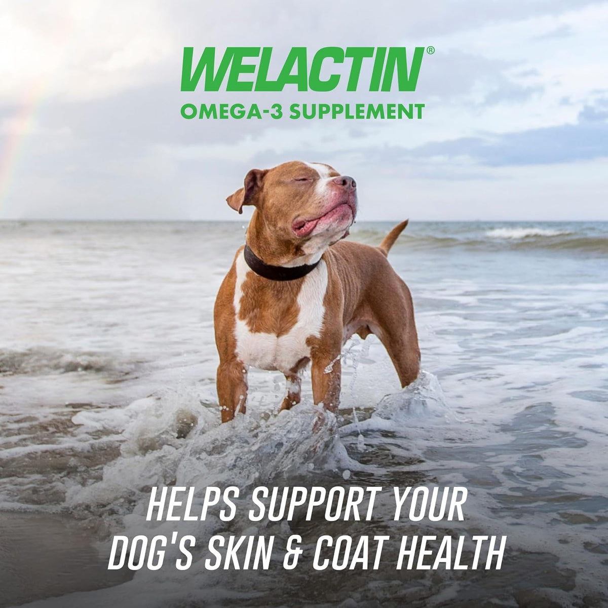 Nutramax Welactin Omega 3 Fish Oil for Dogs, Skin and Coat Health Supplement, Plus Immune and