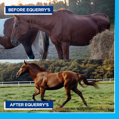 Equerry's Large Animal Probiotic | Supplements for Gut Health and Nutrient Absorption | Probiotics