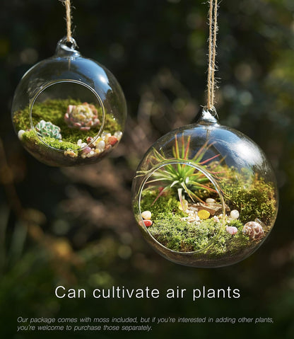 15-Piece Terrarium Kit with Live Moss – DIY Glass Globe Set with Tools, Soil, Stones & Spray Bottle