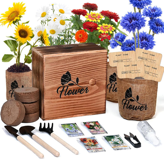 Indoor Daisy Garden Starter Kit, 4 Flower Seeds Growing into Shasta Daisy, Cornflower, Sunflower