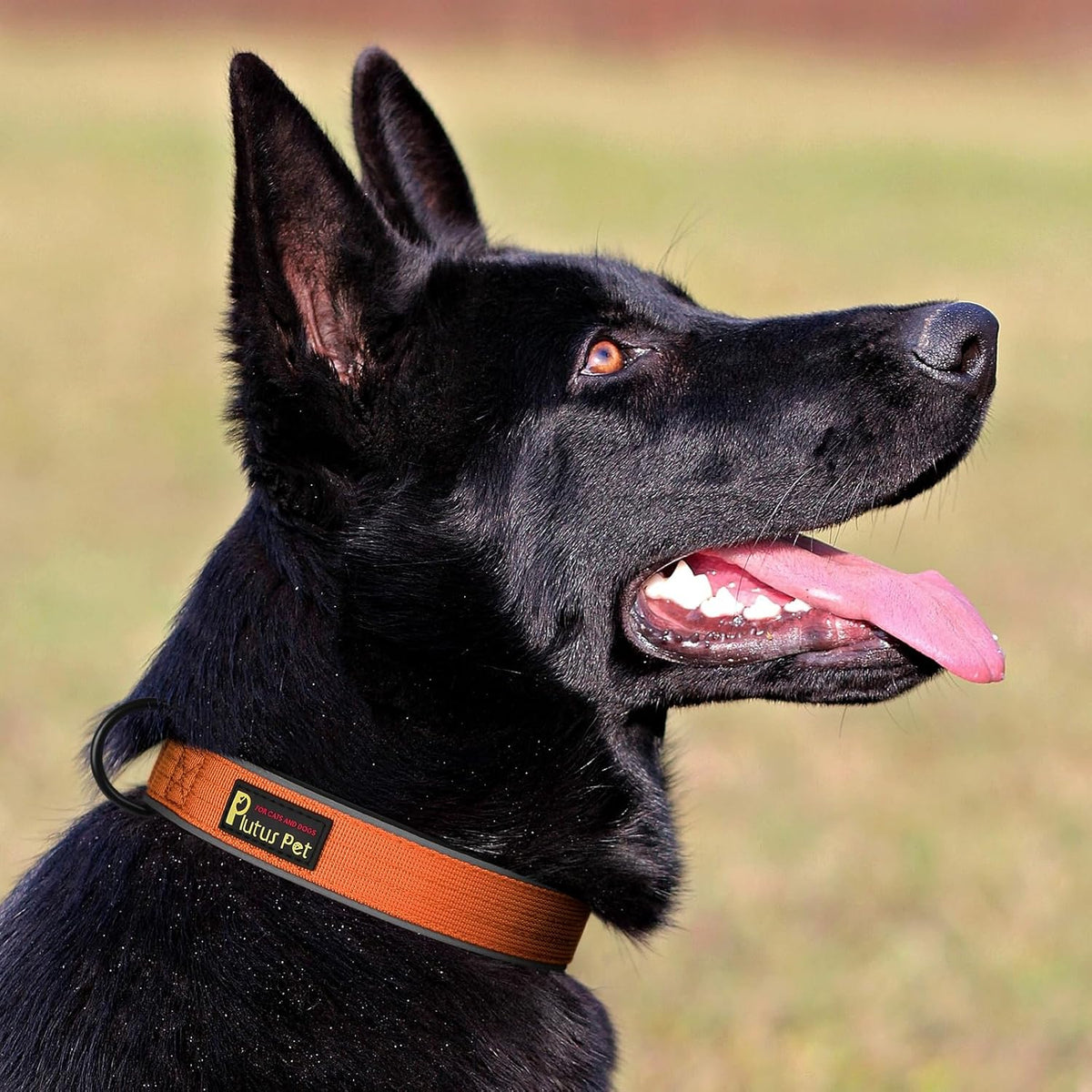 Plutus Pet Tactical Dog Collar, Reflective, Adjustable Heavy Duty Dog Collar, Soft Padded and