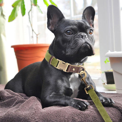 Didog Soft PU Leather Dog Collars for Medium Dogs,Classic Adjustable Dog Collars with Quick Release