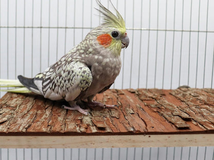 15.7 × 11.8 inch Large Bird Perch Stand Platform, Natural Wooden Small Animals Cage Accessories