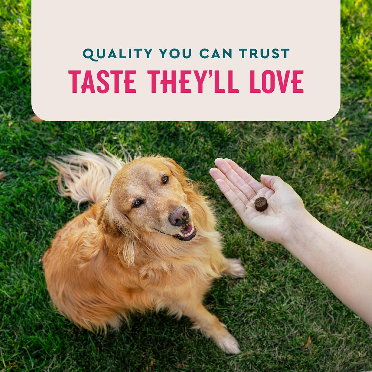 VetIQ Multivitamin Supplement for Dogs, Supports Active Brain Function, Immune System, and