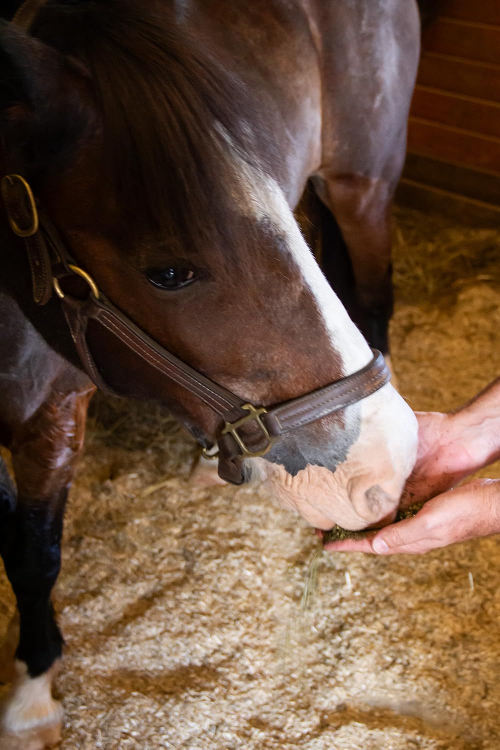 New Country Organics | Loyalty Senior Horse Pellets for Horses 15+ Years Old | Corn-Free and