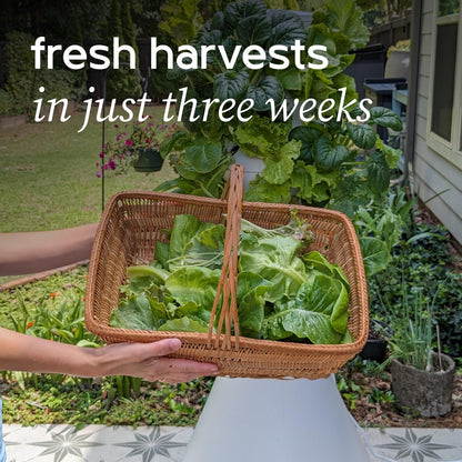 Farmstand Starter Kit + 12 Seedling Credits | Tiny Hydroponic Growing System Kit | Self-Watering