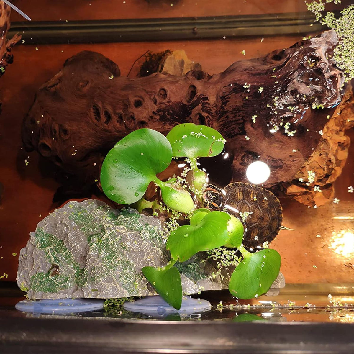 kathson Turtle Basking Platform with Suction Cup Tortoise Climbing Rest Terrace Resin Step