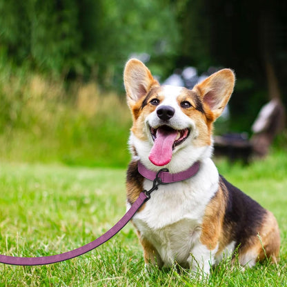Didog Soft Padded Leather Dog Collar and Leash Set, Heavy Duty Dog Leash and Collar Set with Metal