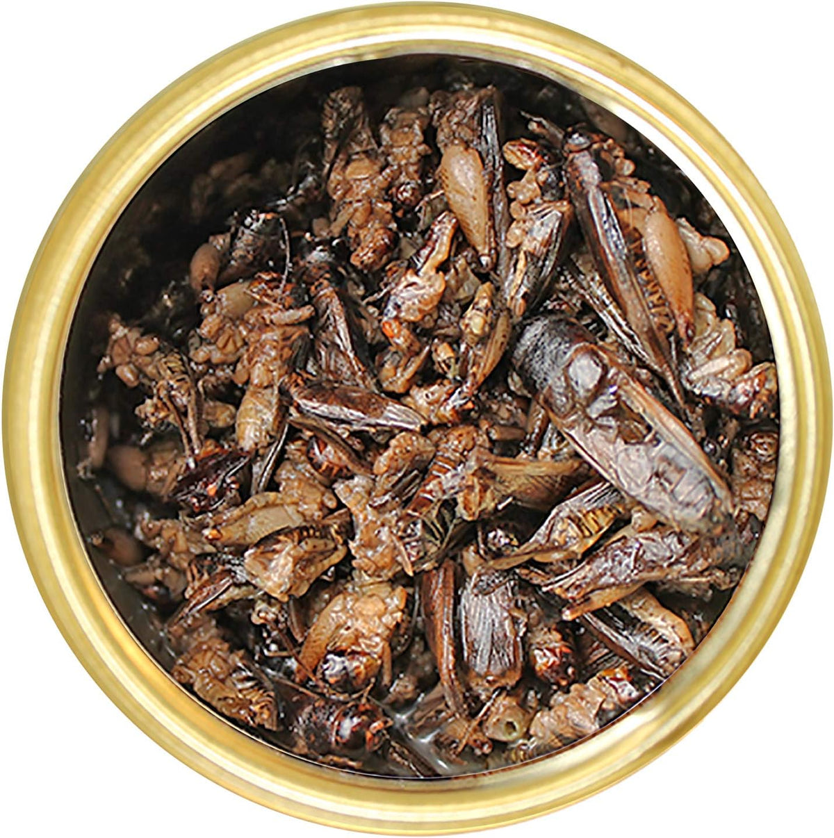 Canned Crickets (1.2 oz.) - Healthy High Protein Insect Treat - Hedgehogs, Sugar Gliders, Reptiles