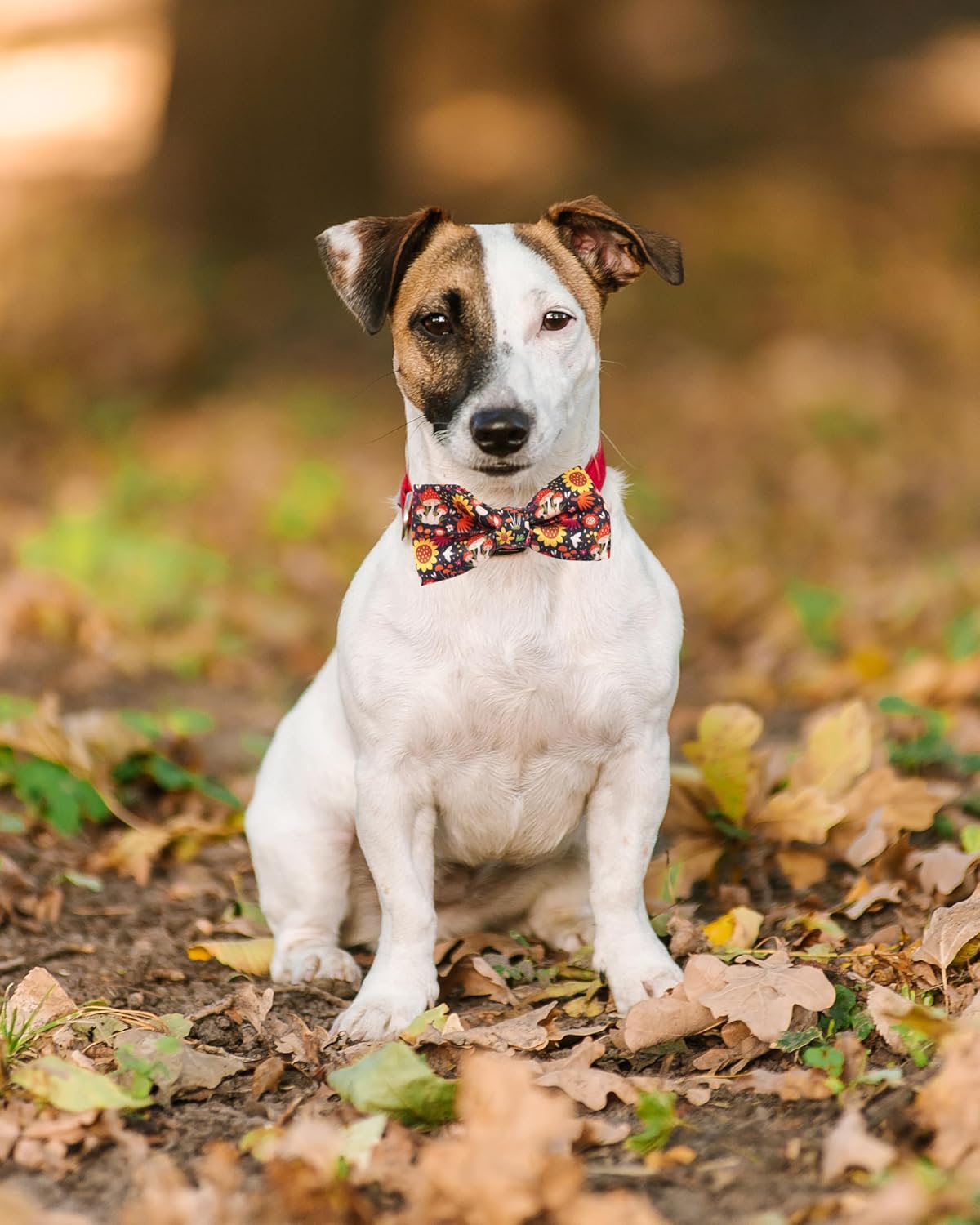 PET SHOW 10 Pack Fall Small Dog Bow Ties Sliding Collar Attachments Puppy Cats Autumn Bowties for