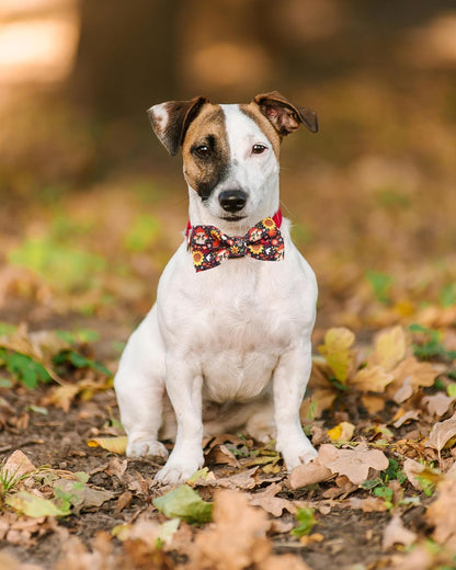 PET SHOW 10 Pack Fall Small Dog Bow Ties Sliding Collar Attachments Puppy Cats Autumn Bowties for