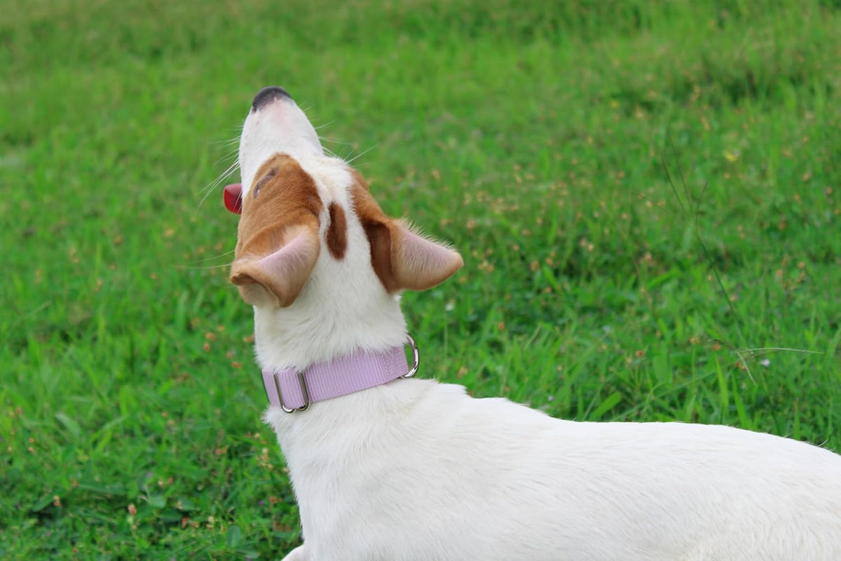 Mikivery Nylon Dog Collar with Quick Release Buckle Soft Adjustable Sturdy for Small Medium Large