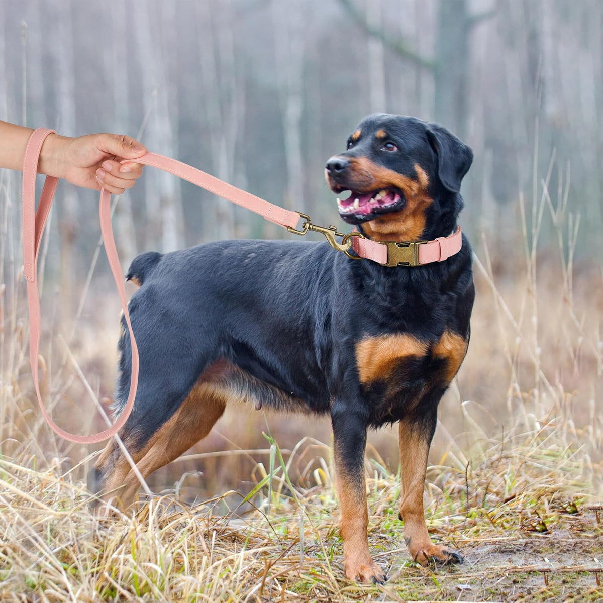 Didog Soft PU Leather Dog Collar, Stylish Quick Released Dog Collar for Large Dogs, Easy Clean