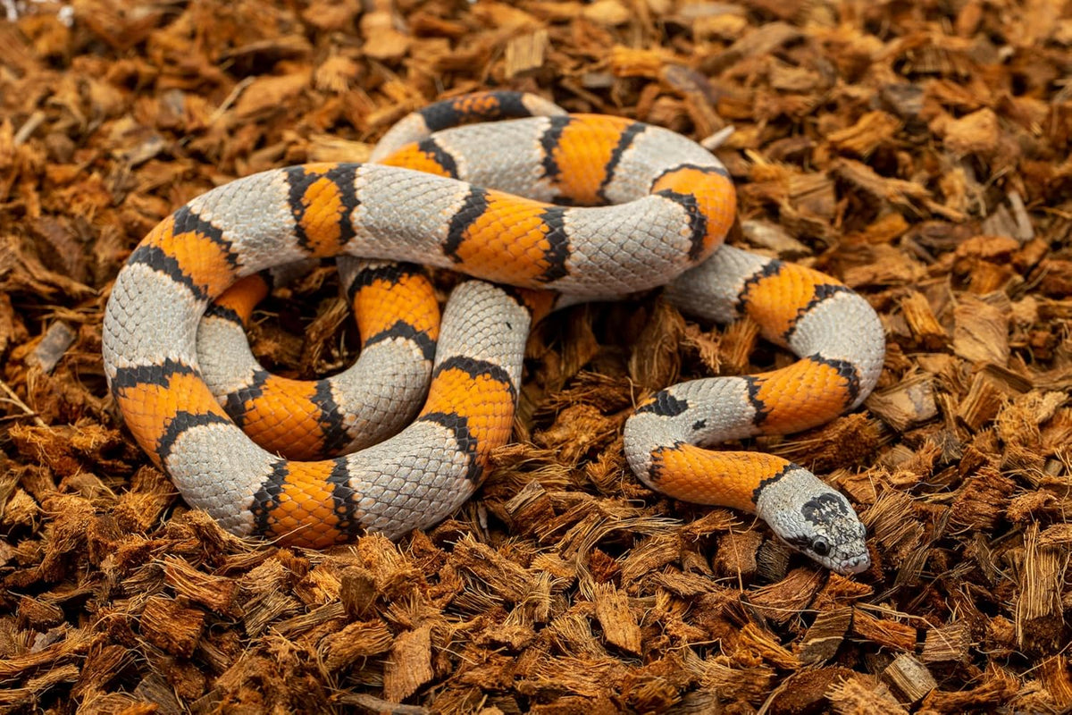 ReptiChip Reptile Bedding Loose Coconut Chip 12 Quart 2 Pack Coco Husk Substrate Mulch for Snake
