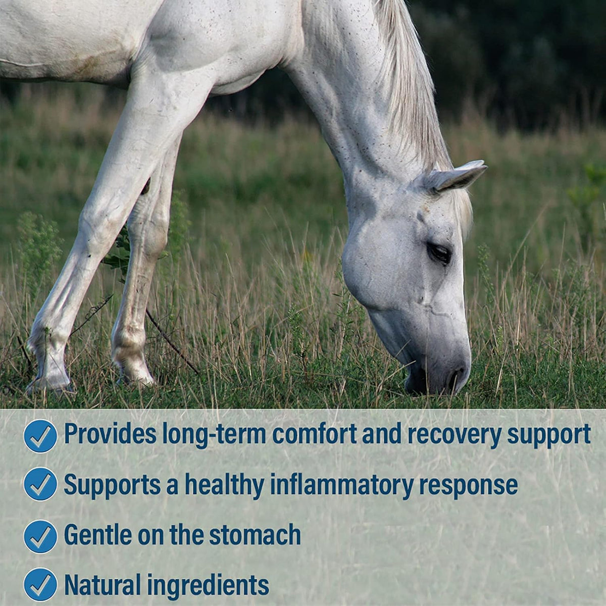 Absorbine Bute-Less Long-Term Horse Comfort & Recovery Supplement Paste, Gentle on Stomach, Devil’s