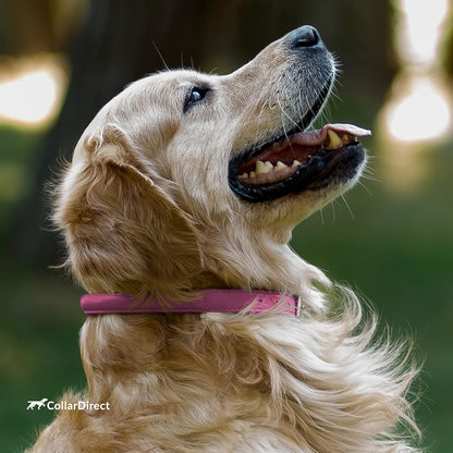 CollarDirect Rolled Leather Dog Collar, Soft Padded Round Puppy Collar, Handmade Genuine Leather