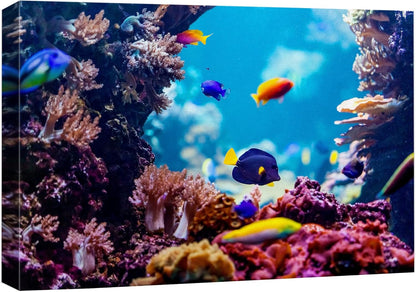 wall26 Canvas Print Wall Art Vibrant Blue Pink Coral Reef Blue Hippo Tang Nature Animals