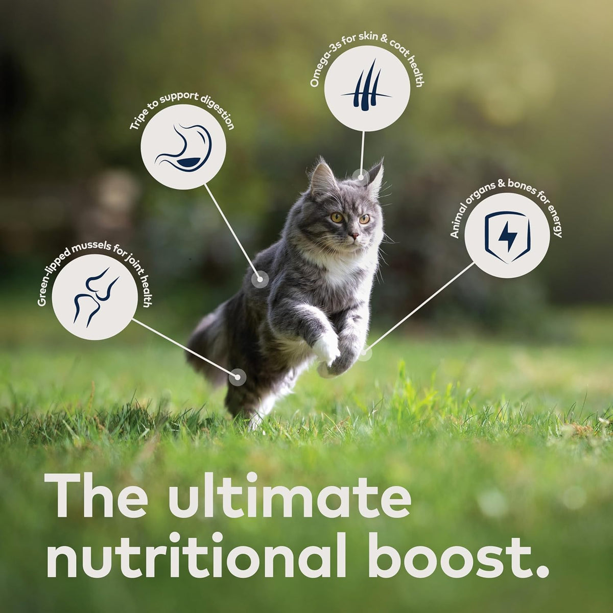 ZIWI Peak Air-Dried Cat Food – Beef - All Natural, High Protein, Grain Free, Limited Ingredient w/