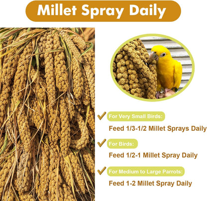 Jmxu's 1LB Spray Millet Treat for Birds Parakeets, Natural Sun-Dried Birds Millet for Cockatiel