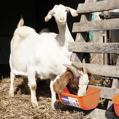 Goovilla Chicken Feeder Waterer, Hanging or Screw-in Fence Feeder with Clips, 2 Pack 5 Quart Goat