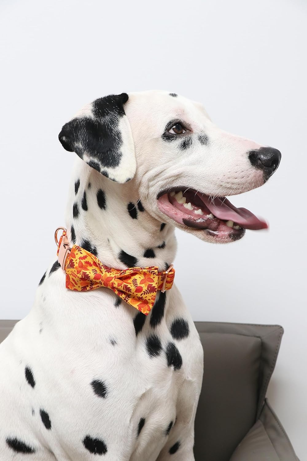 Lionet Paws Dog Collar with Bowtie - Cute Cotton Adjustable Fall Bowtie Dog Collar with Metal