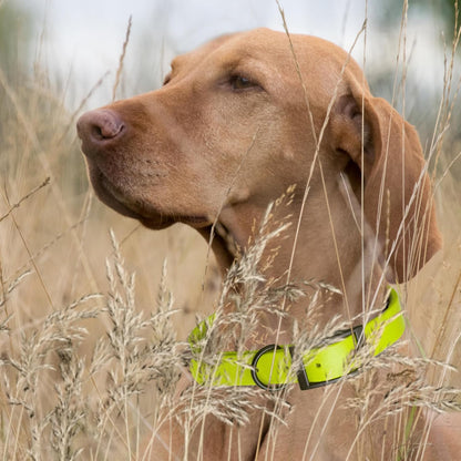 Dogline Biothane Waterproof Dog Collar Strong Coated Nylon Webbing with Black Hardware Odor- Proof