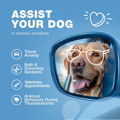 Daily Calm Support Chews. Gentle daily support for stress, travel, and noisy moments.