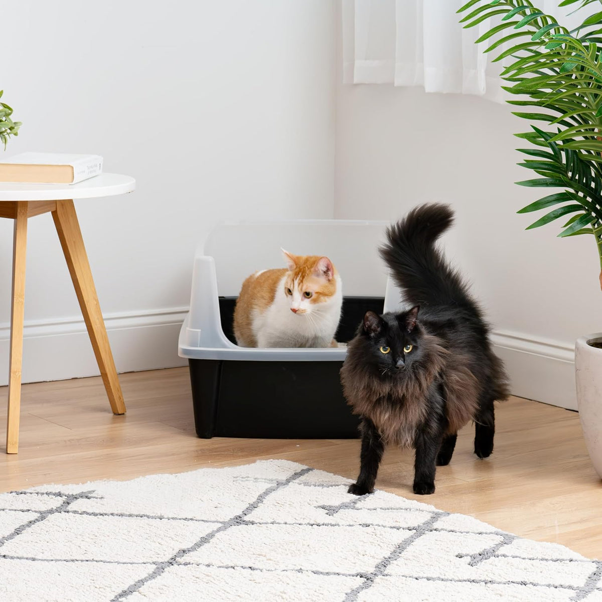 IRIS USA XX-Large Cat Litter Box, Open Top Extra Large Litter Box for Big Cats and Multi-Cat